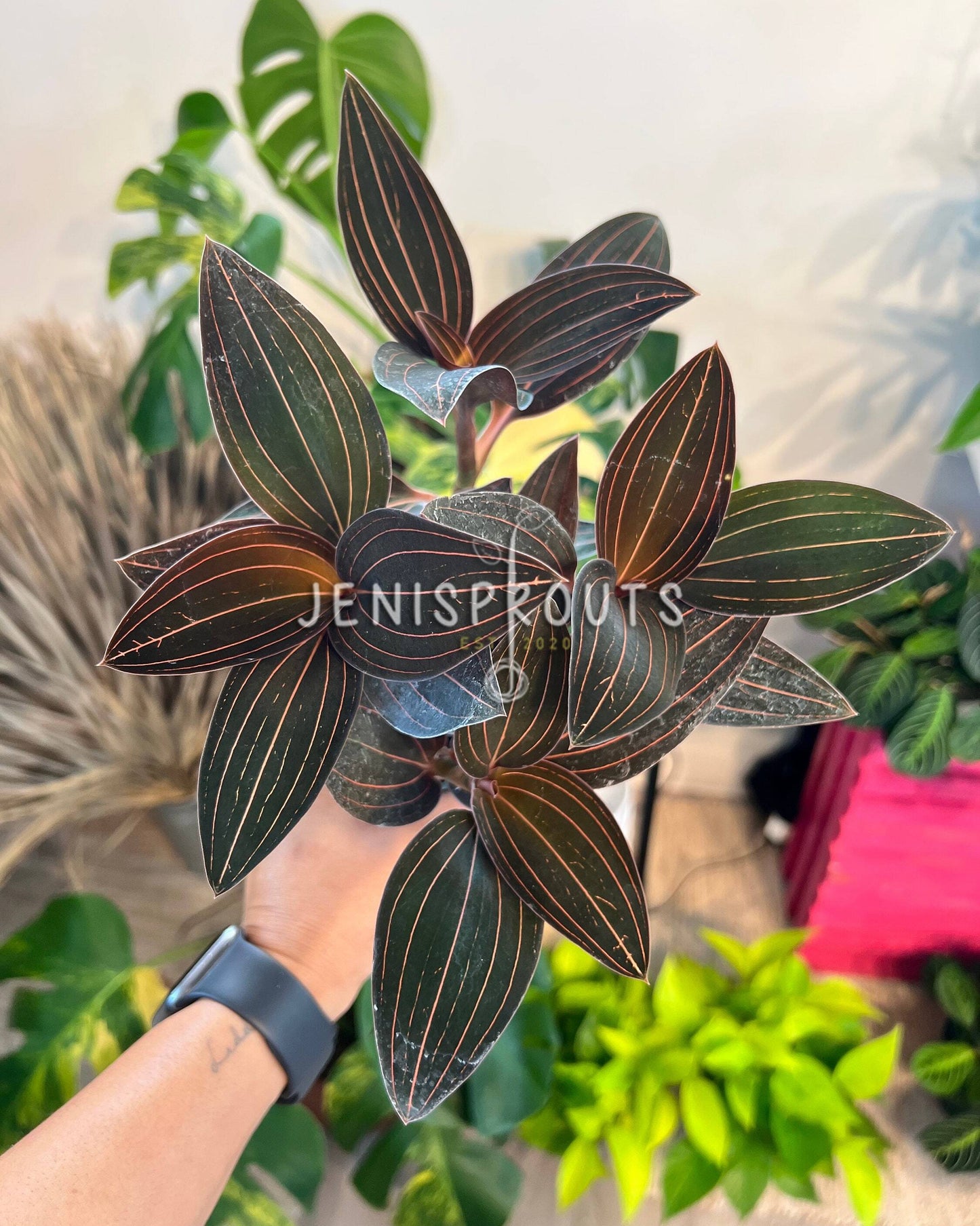 4" Jewel Orchid 'Ludisia Discolor'