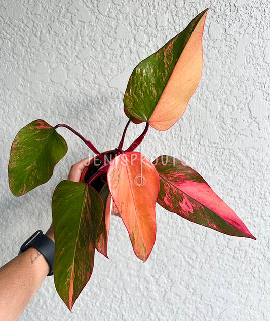 4" Philodendron Strawberry Shake