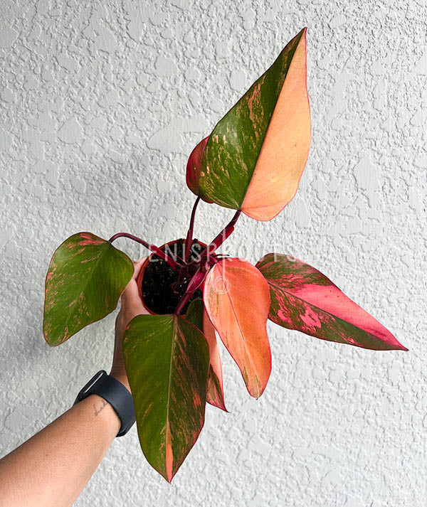 4" Philodendron Strawberry Shake