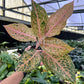4” Aglaonema Orange Goldstar