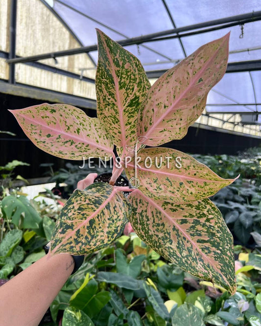 4” Aglaonema Orange Goldstar