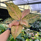 4” Aglaonema Orange Goldstar