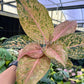 4” Aglaonema Orange Goldstar