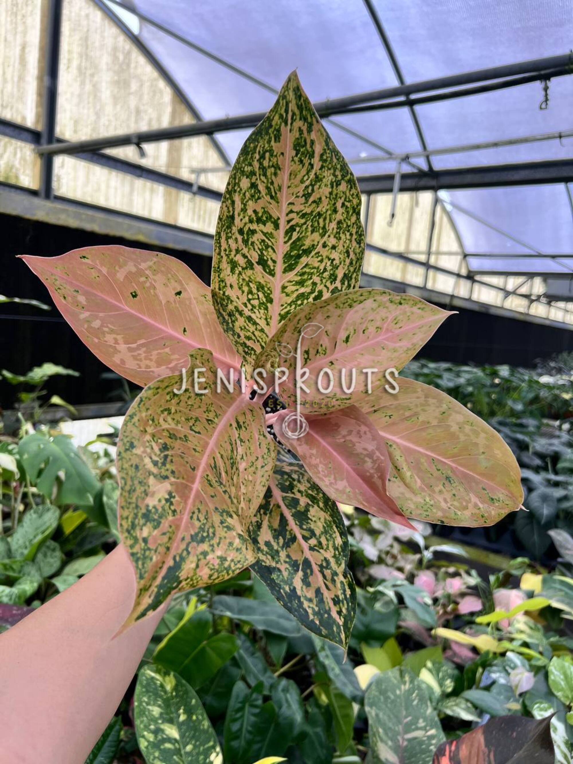 その他観葉植物 Aglaonema Orange Gold Star 4” Aglaonema Orange Goldstar at Jenisprouts