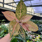 4” Aglaonema Orange Goldstar