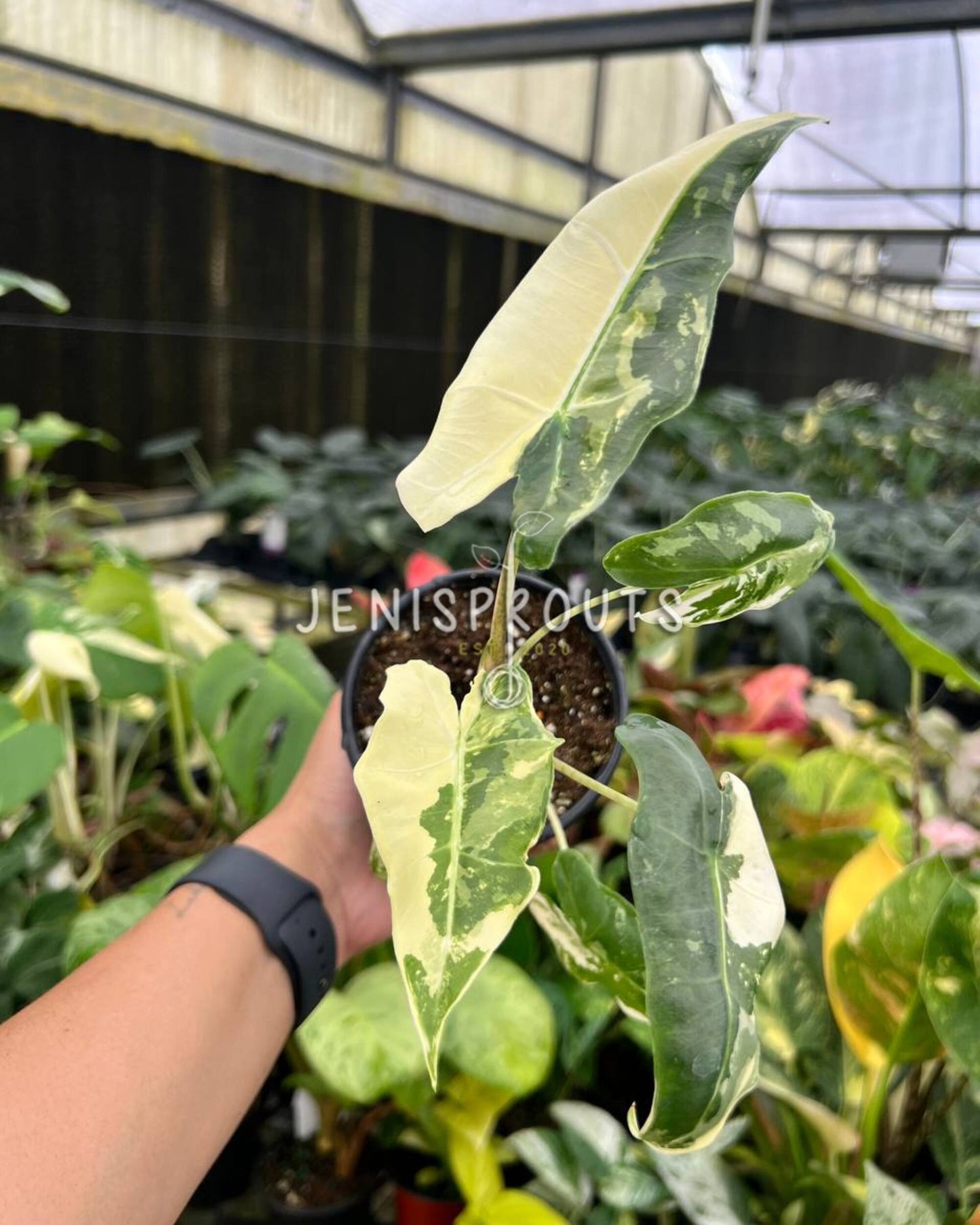 4” Alocasia Sarian Albo Variegated