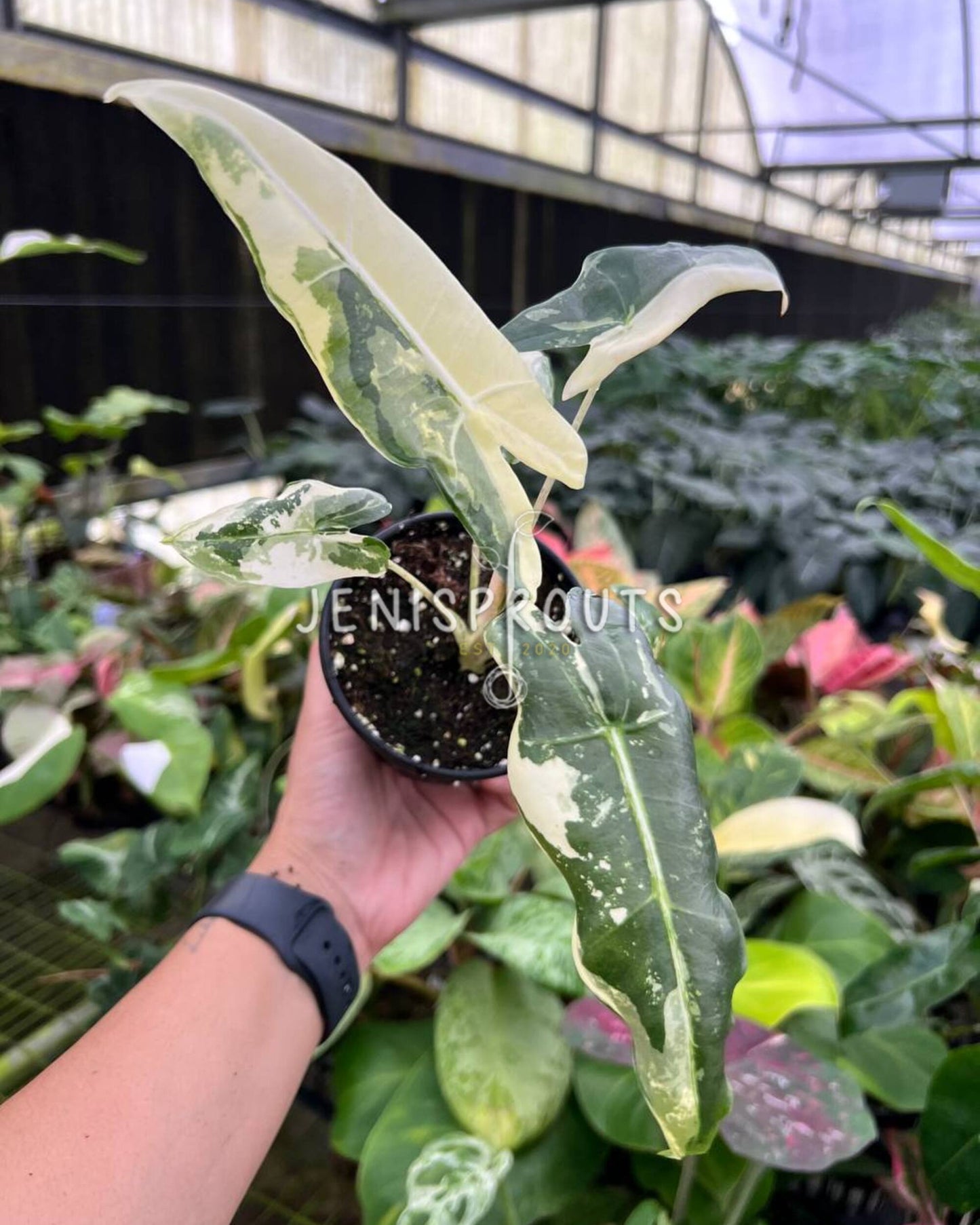 4” Alocasia Sarian Albo Variegated