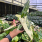 4” Alocasia Sarian Albo Variegated