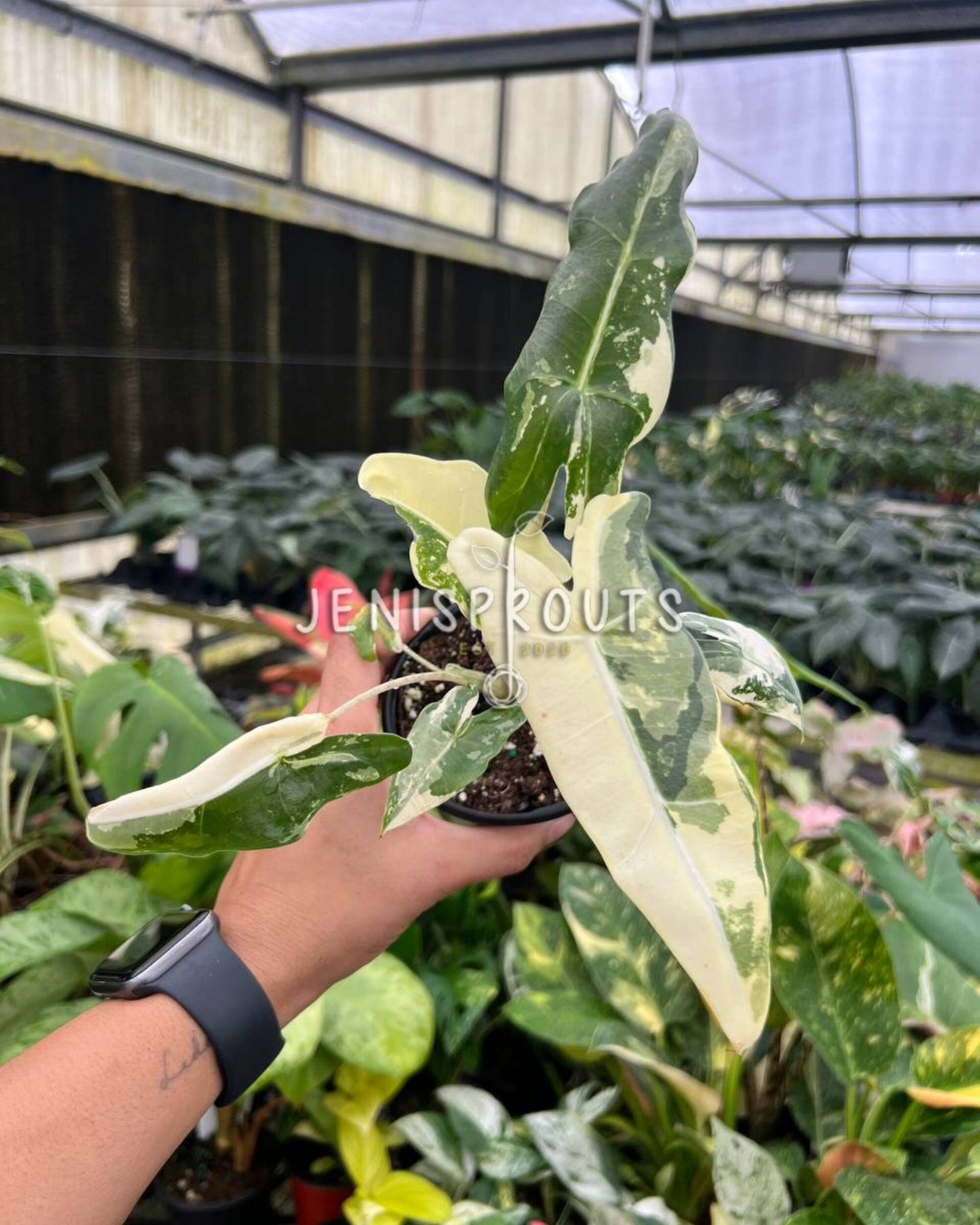4” Alocasia Sarian Albo Variegated