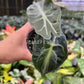 4” Alocasia Venom