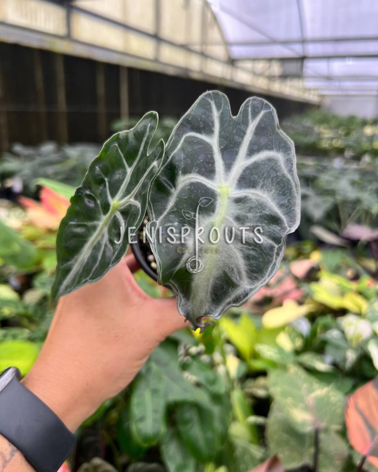 4” Alocasia Venom