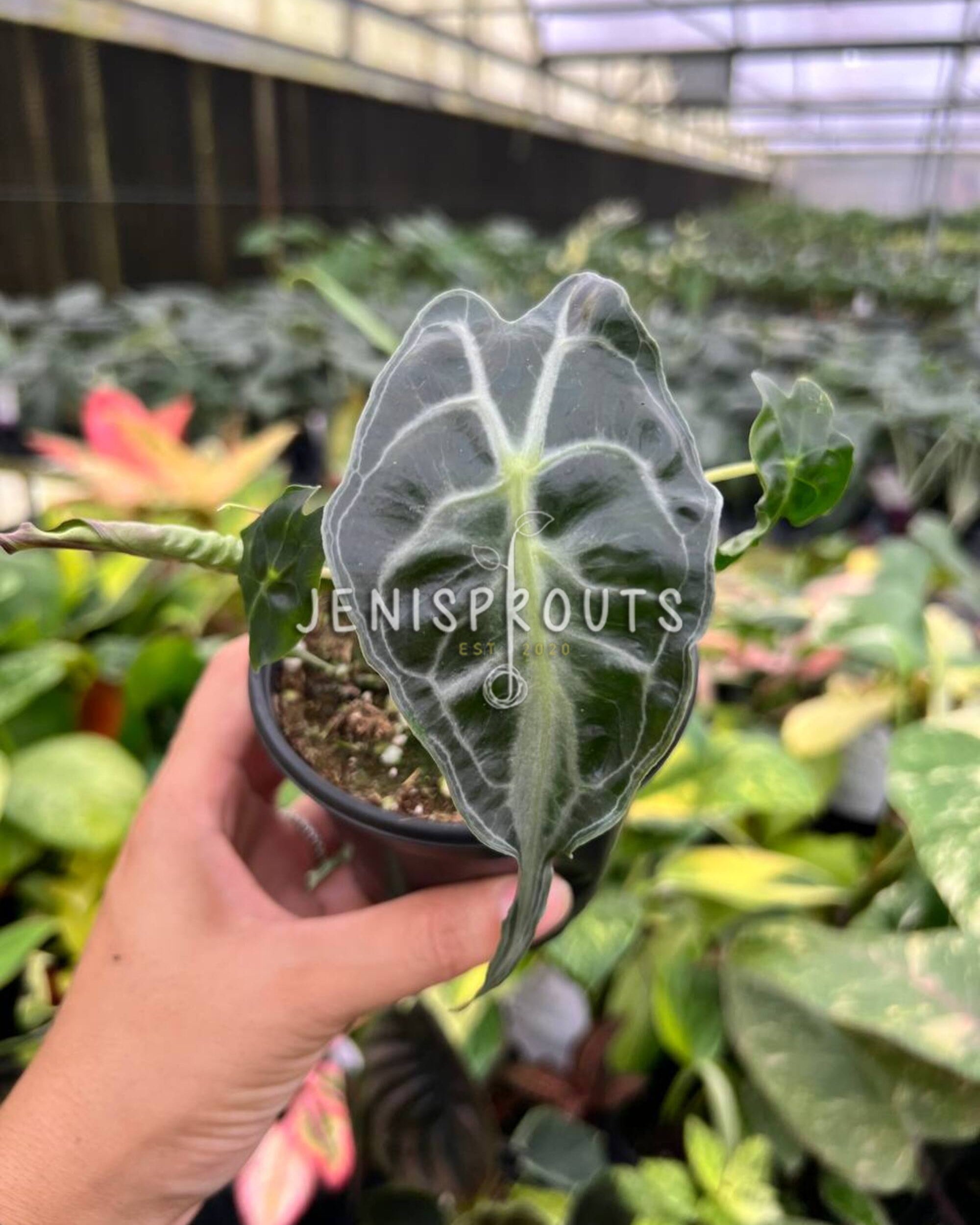 4” Alocasia Venom | Jenisprouts Online Plant Shop
