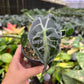 4” Alocasia Venom