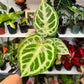 4” Anthurium Dorayaki Silver