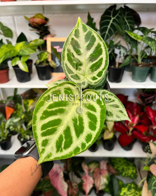 4” Anthurium Dorayaki Silver