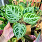 4” Anthurium Dorayaki Silver