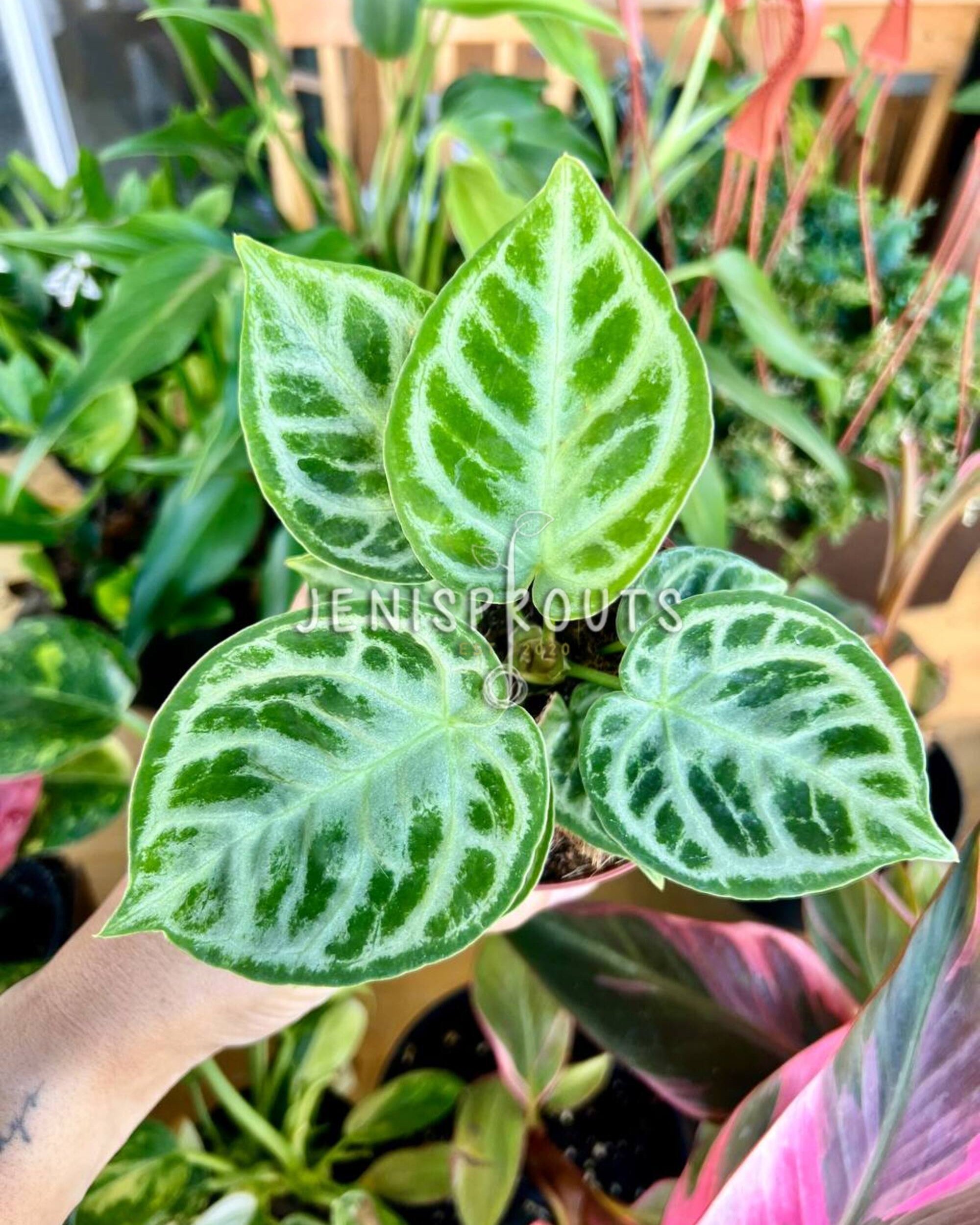 4” Anthurium Dorayaki Silver at Jenisprouts