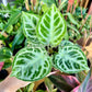 4” Anthurium Dorayaki Silver