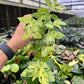 4” Begonia Peppermint