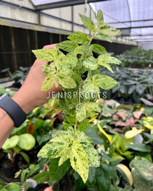 4” Begonia Peppermint