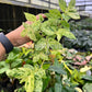 4” Begonia Peppermint