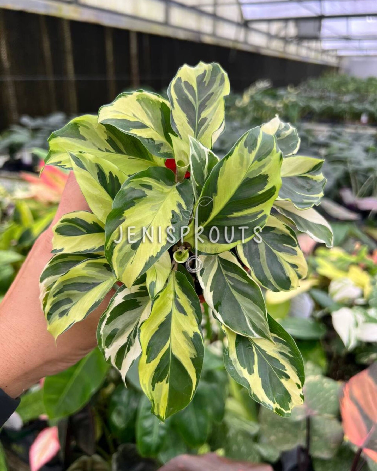 4" Calathea Yellow Fusion