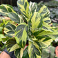 4" Calathea Yellow Fusion