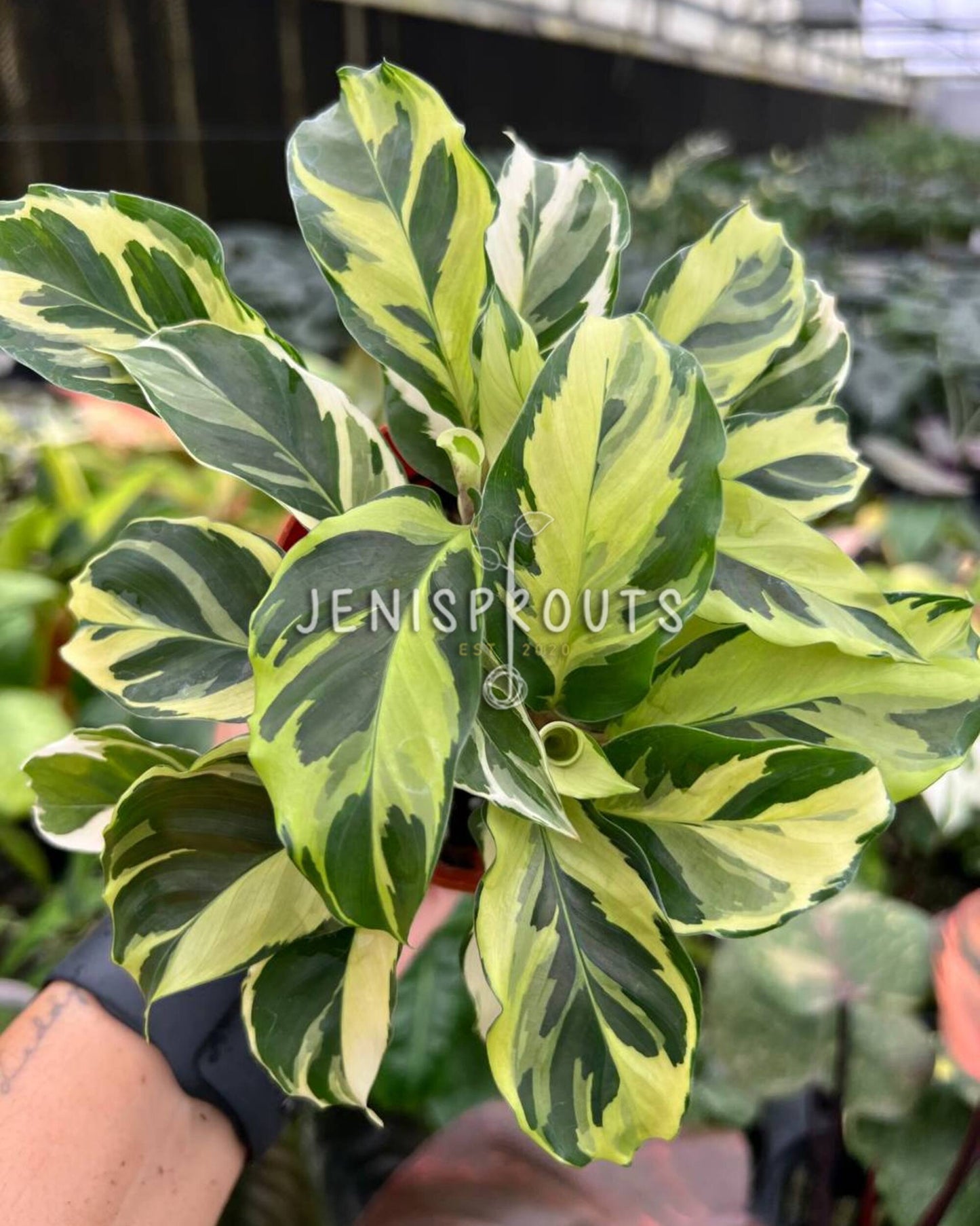 4" Calathea Yellow Fusion