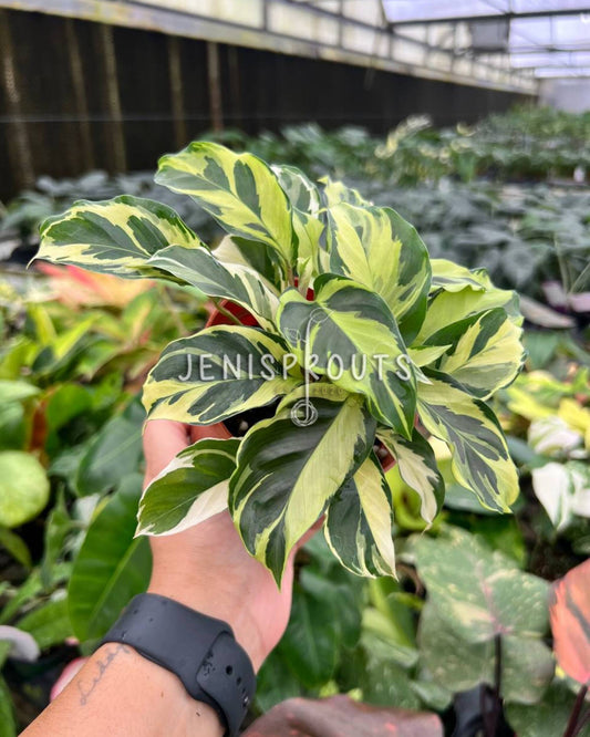 4" Calathea Yellow Fusion