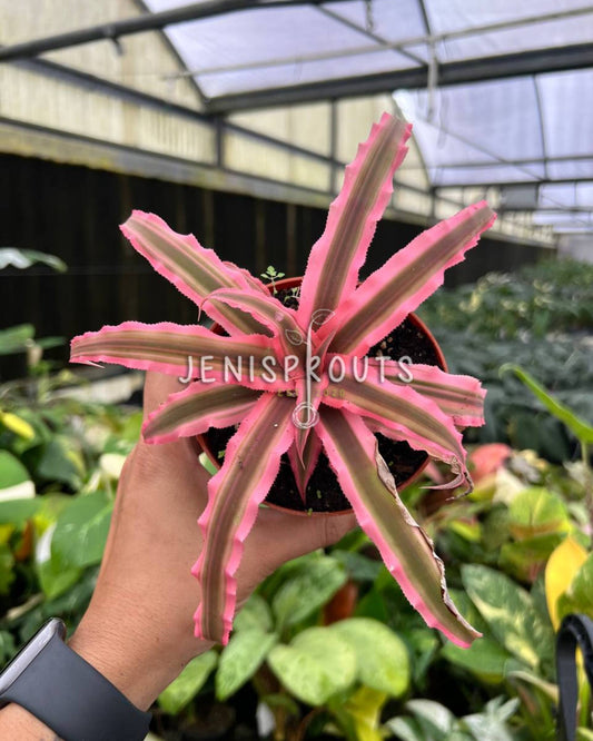 4” Cryptanthus Earth Star Peach