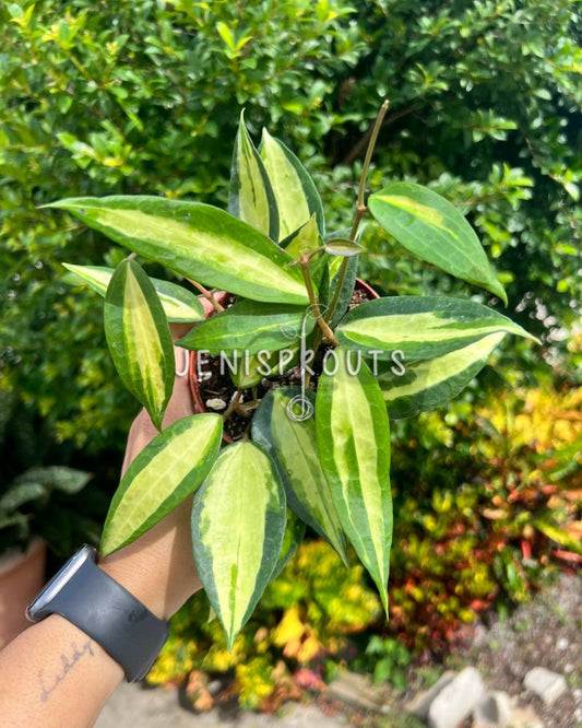 4” Hoya Macrophylla Pot of Gold