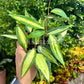 4” Hoya Macrophylla Pot of Gold