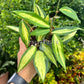 4” Hoya Macrophylla Pot of Gold