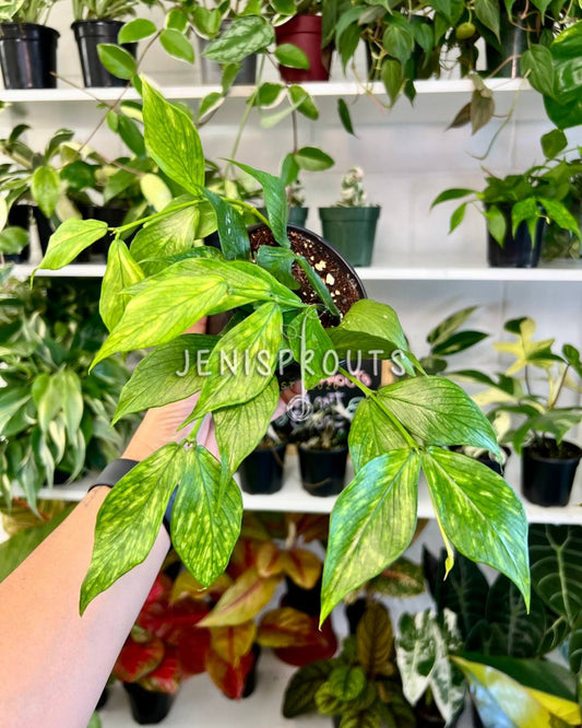 4” Hoya Polyneura