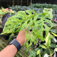 4” Monstera Andansonii Mottled Variegated