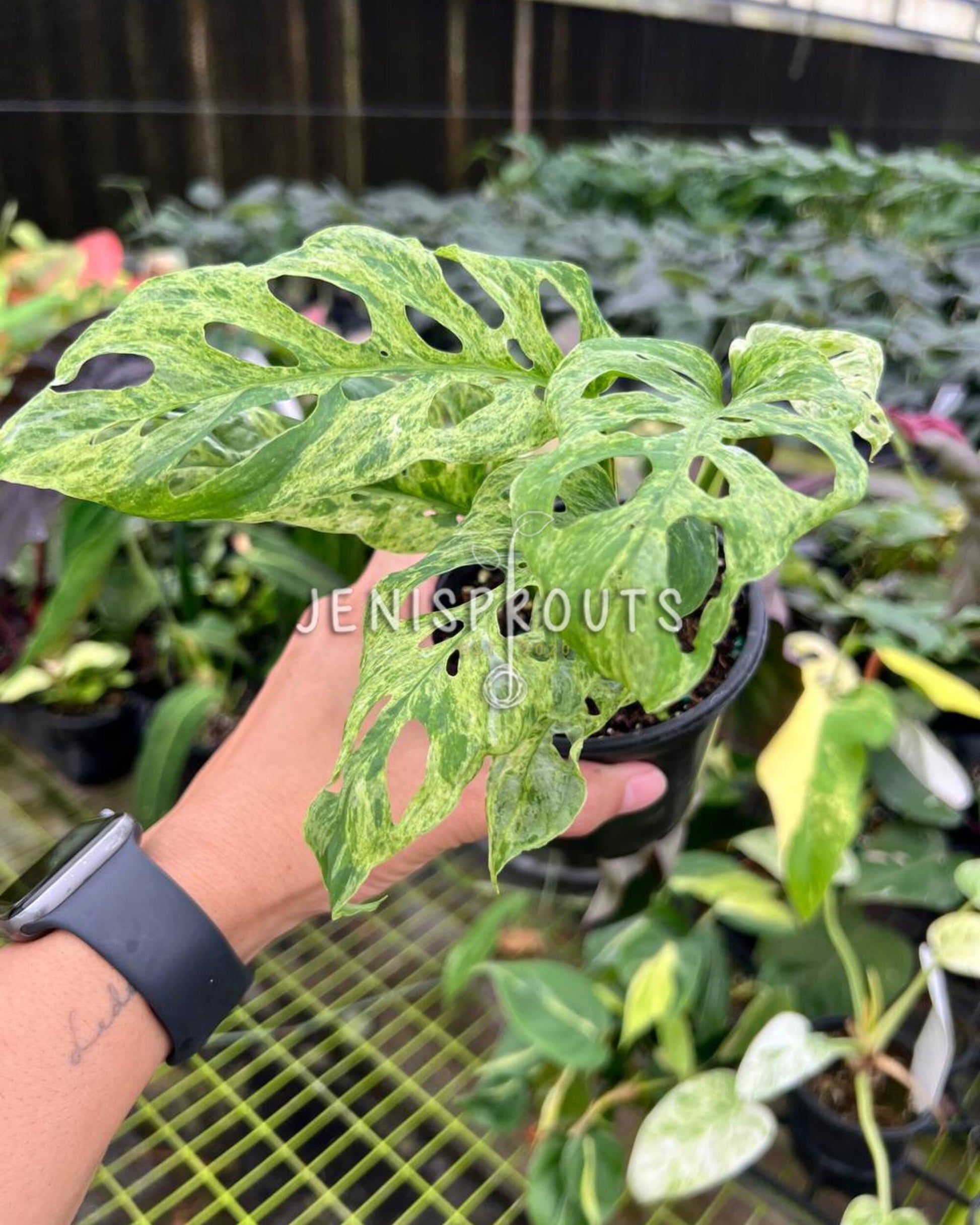 monstera adansonii variegated for sale 4” Monstera Andansonii Mottled Variegated at Jenisprouts
