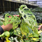 4” Monstera Andansonii Mottled Variegated