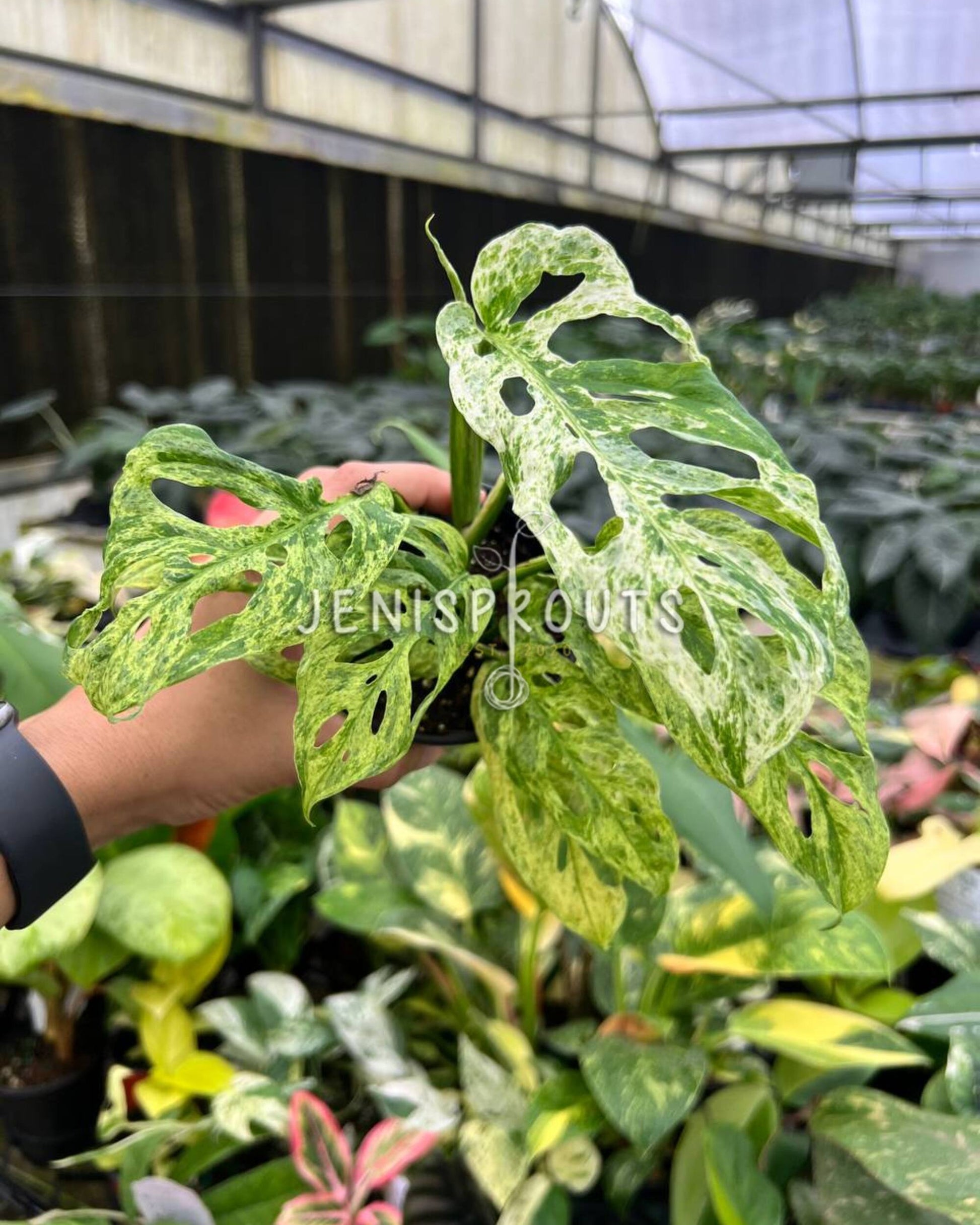 variegated monstera adansonii price 4” Monstera Andansonii Mottled Variegated at Jenisprouts