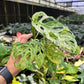 4” Monstera Andansonii Mottled Variegated