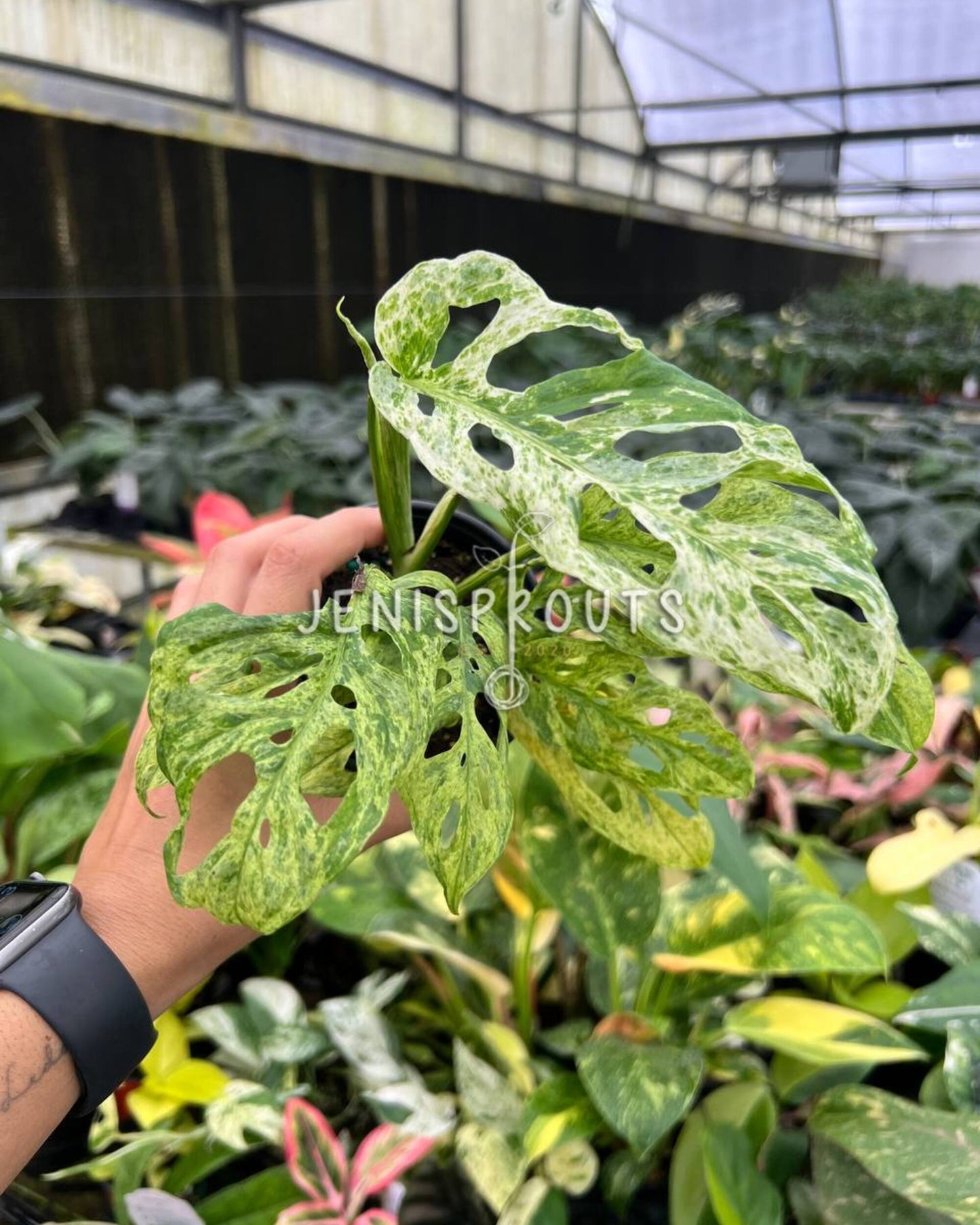 4” Monstera Andansonii Mottled Variegated