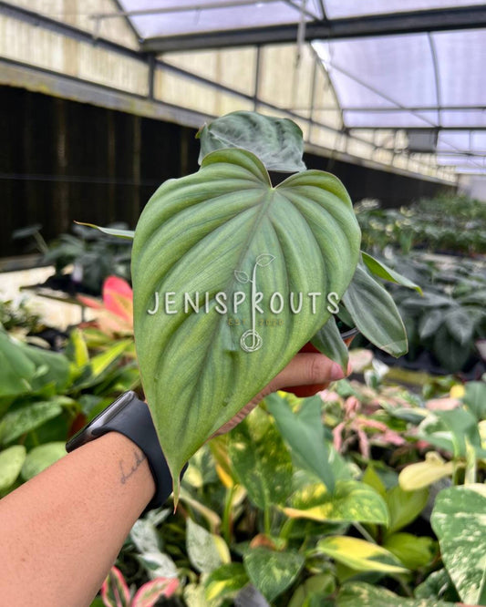 4” Philodendron Colombian