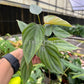 4” Philodendron Colombian