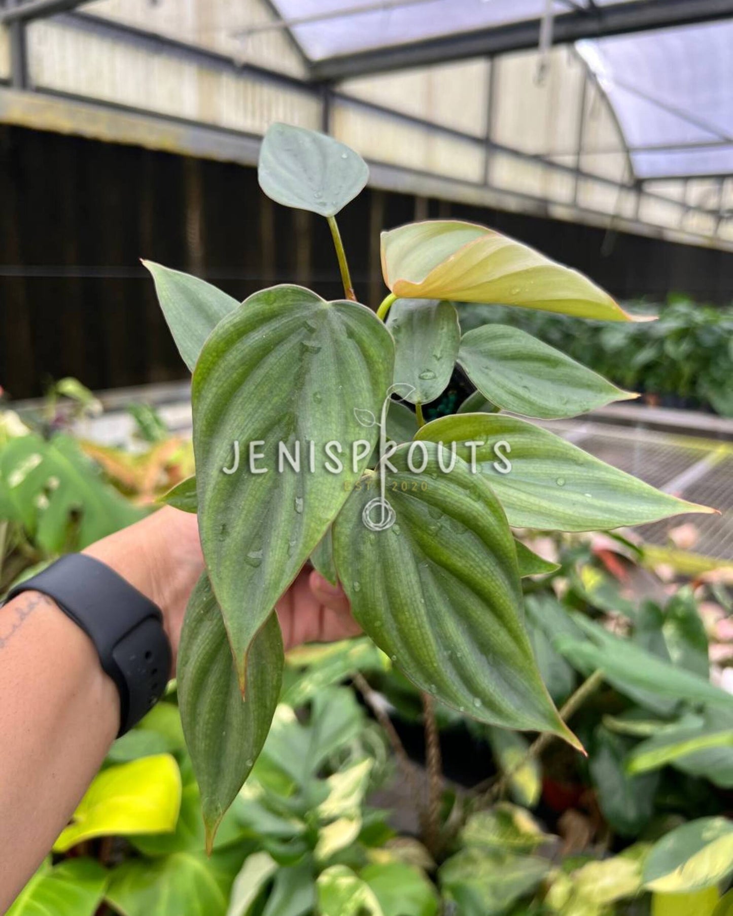 4” Philodendron Colombian