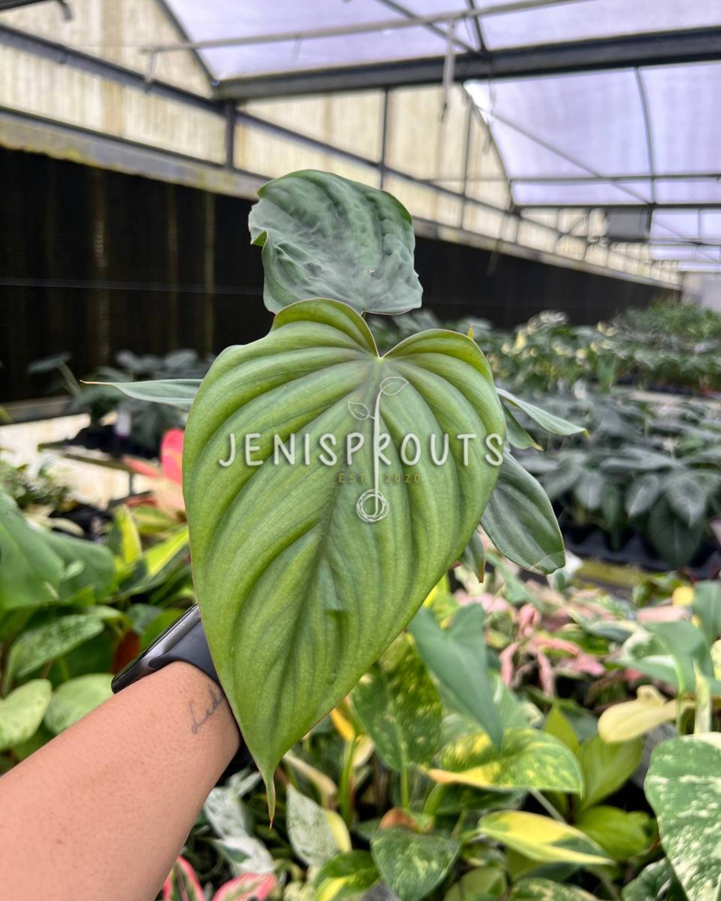 4” Philodendron Colombian