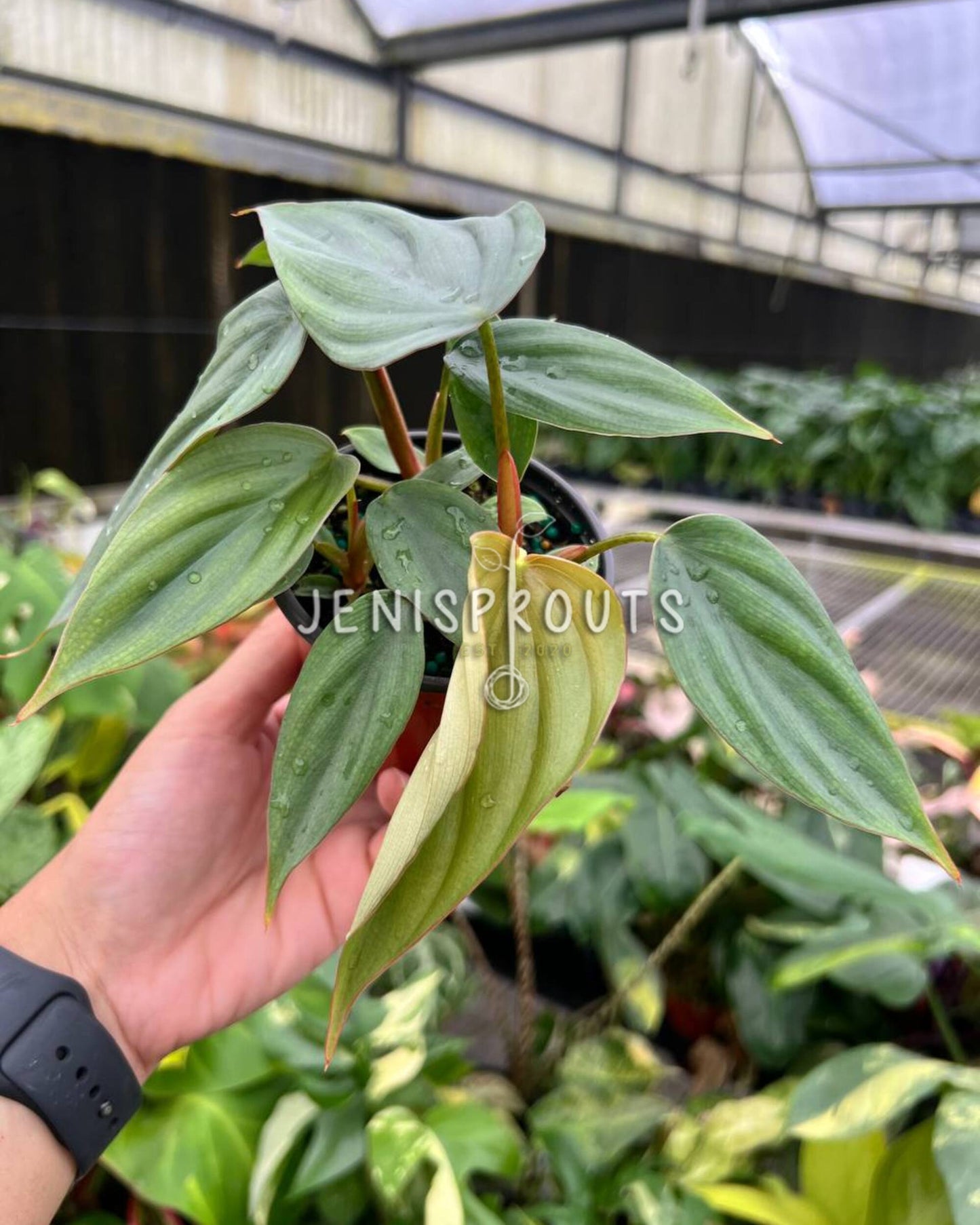 4” Philodendron Colombian