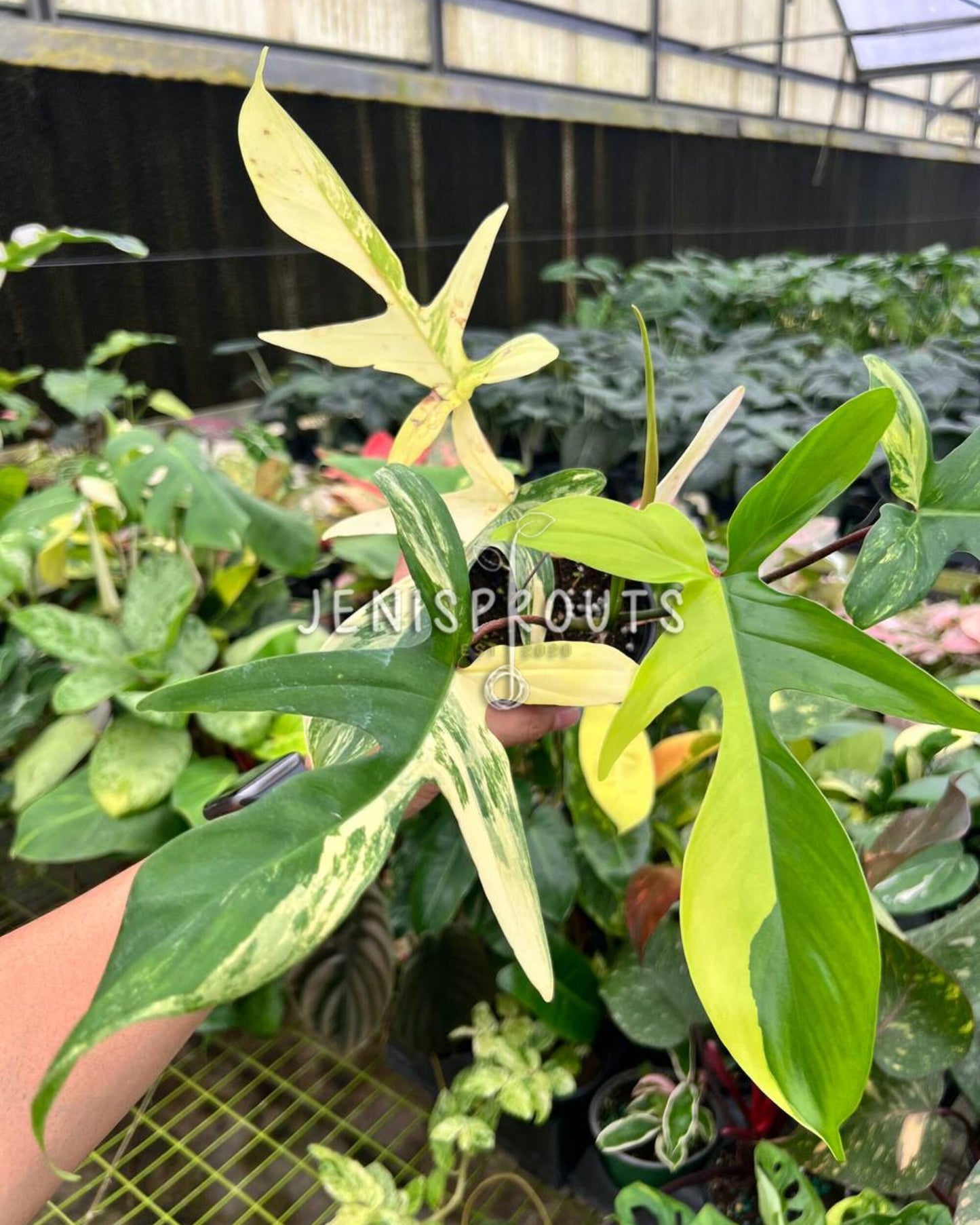 4” Philodendron Florida Beauty