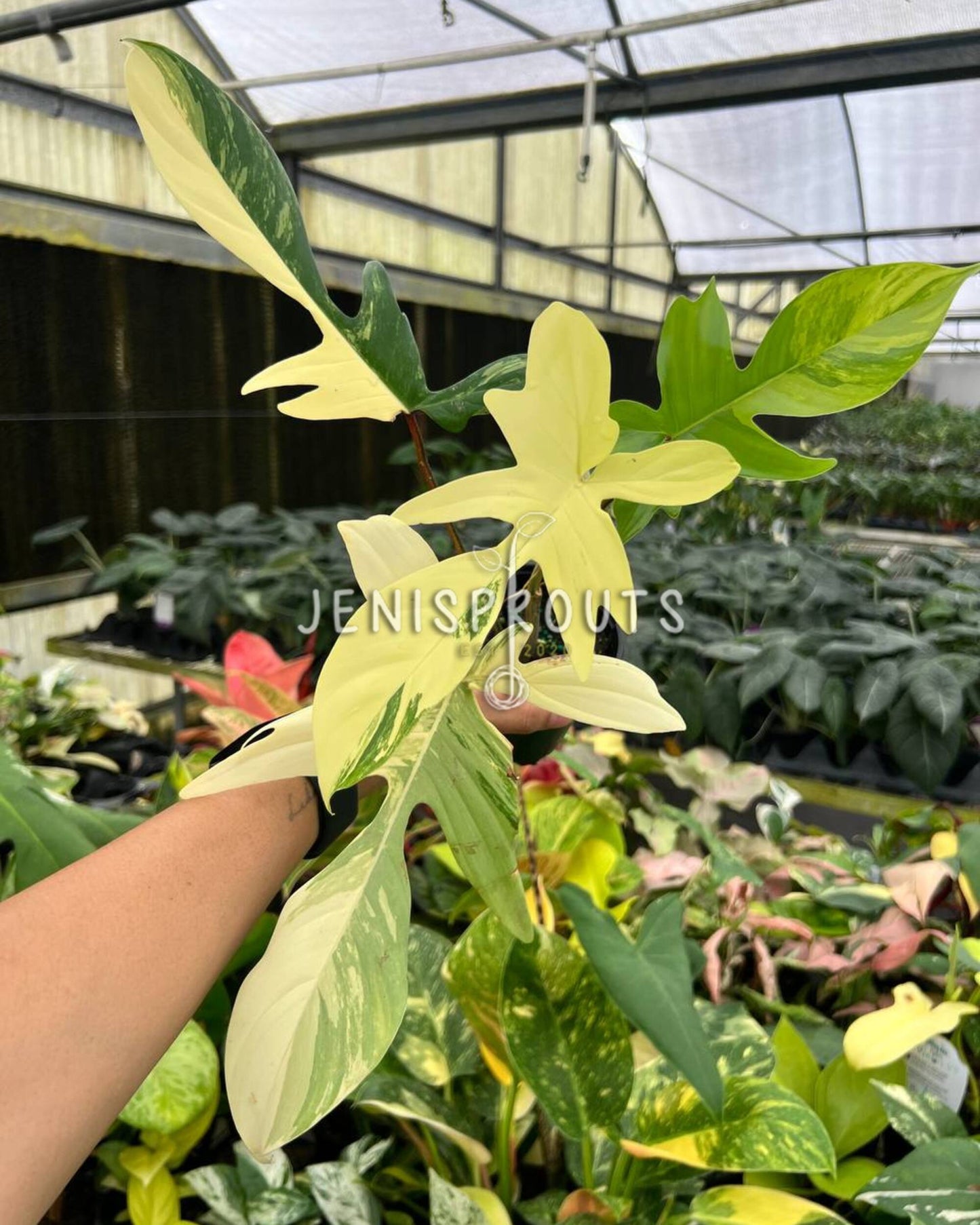 4” Philodendron Florida Beauty