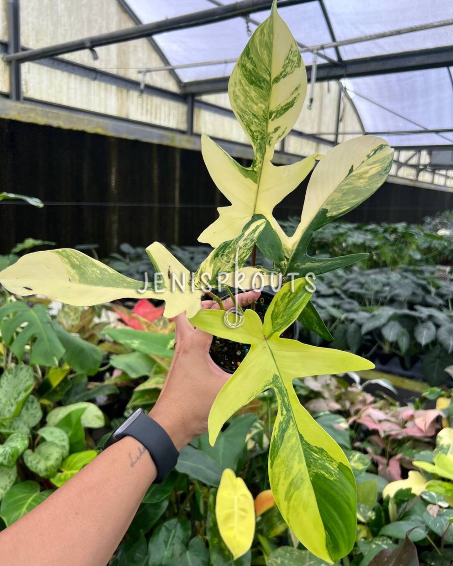 4” Philodendron Florida Beauty