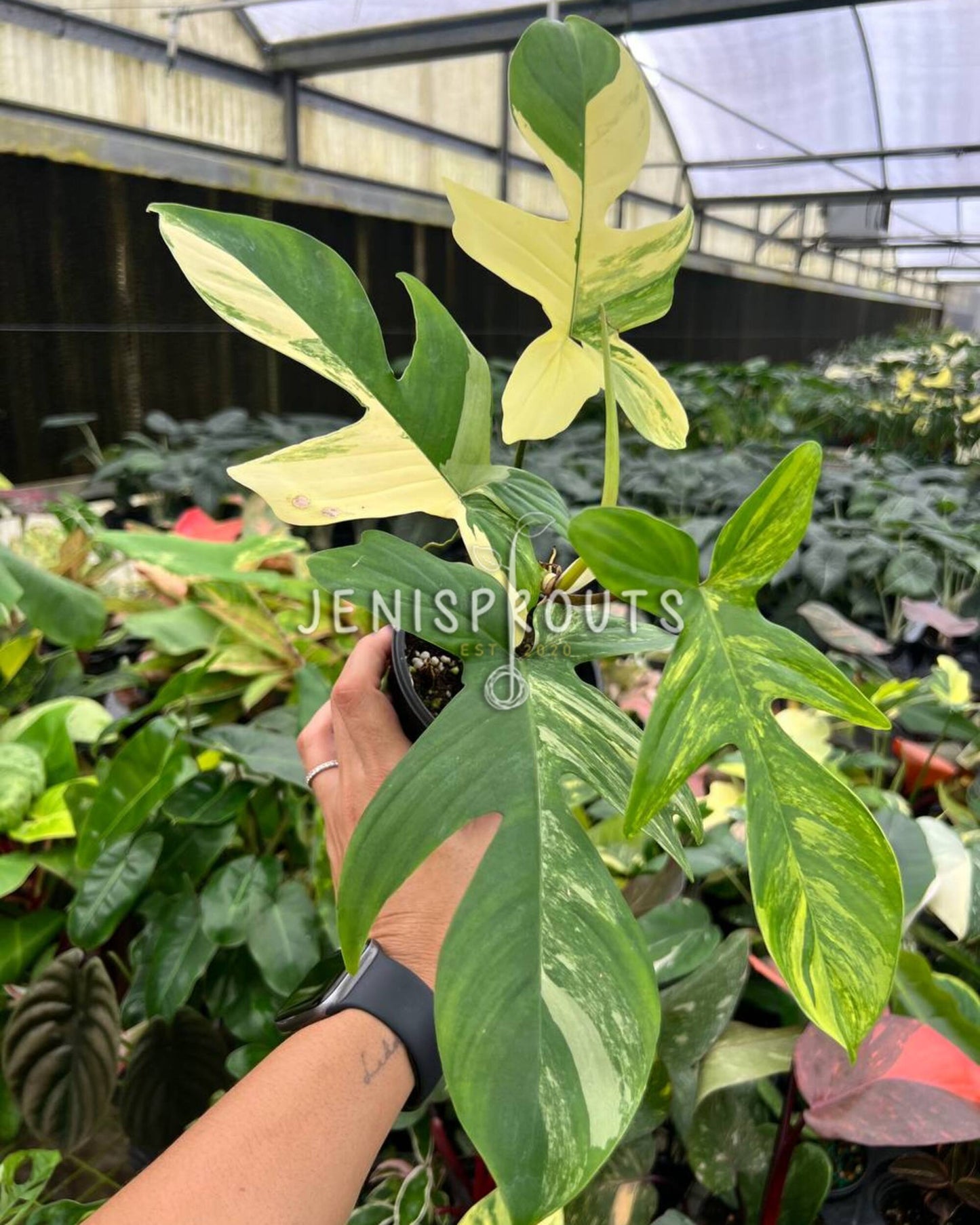 4” Philodendron Florida Beauty