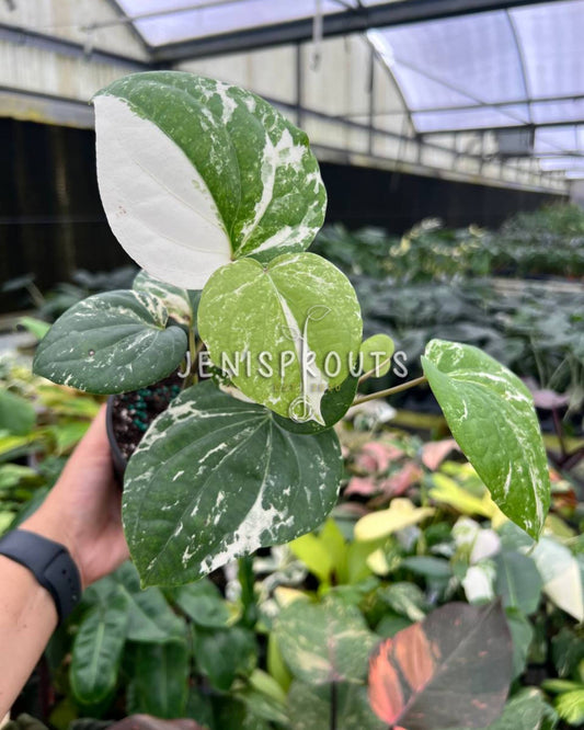 4” Piper Nigrum Albo Variegated